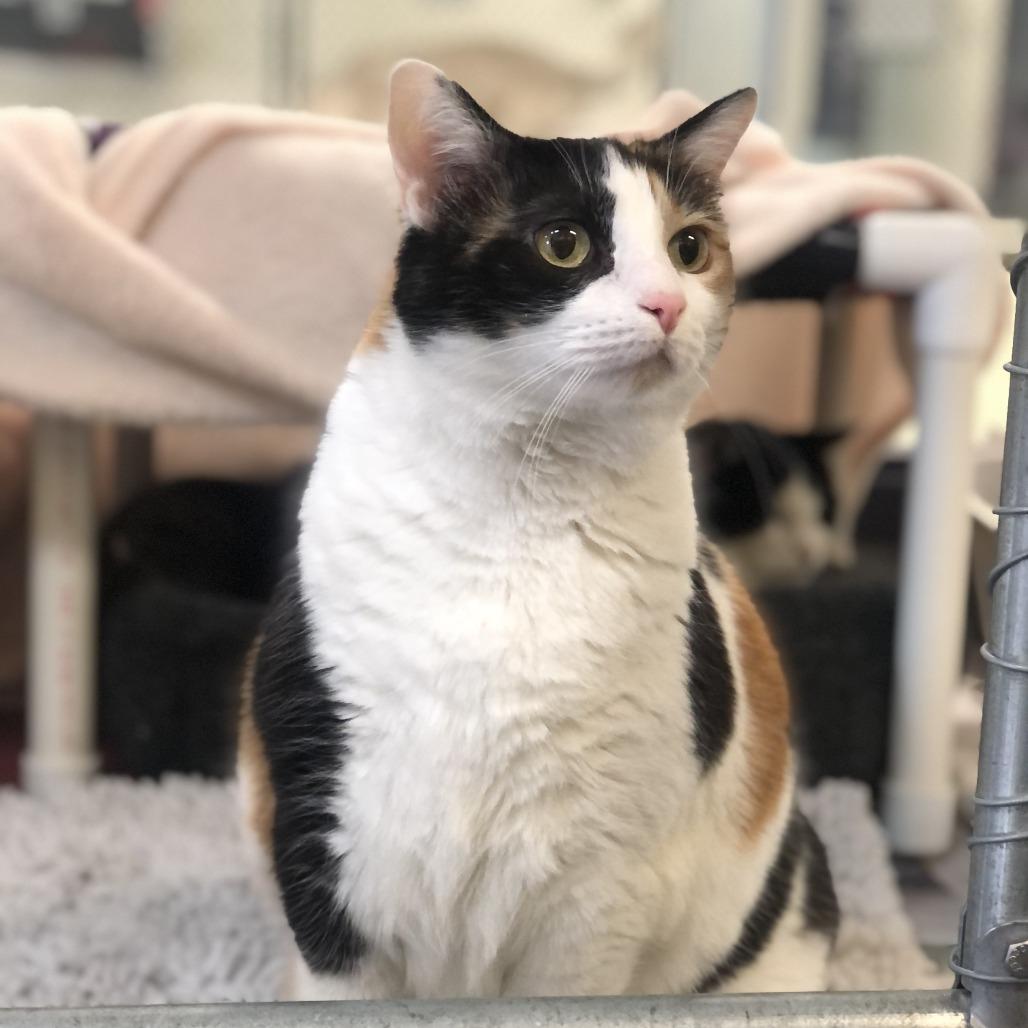 Enlarge Callie, a Adoptable Domestic Short Hair in Charlottesville, VA image 1/6