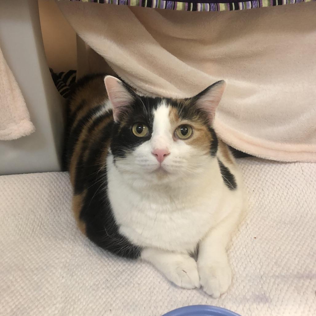 Callie, a Adoptable Domestic Short Hair in Charlottesville, VA image 1/6