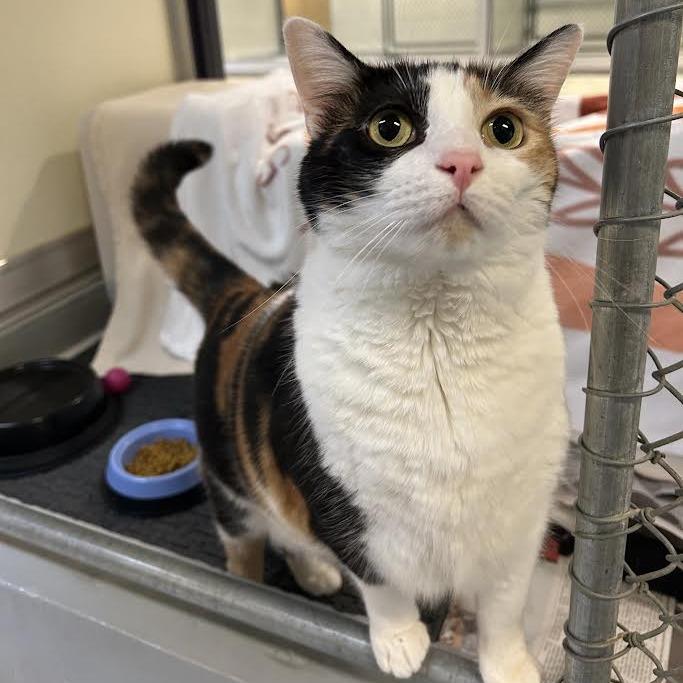 Enlarge Callie, a Adoptable Domestic Short Hair in Charlottesville, VA image 2/6