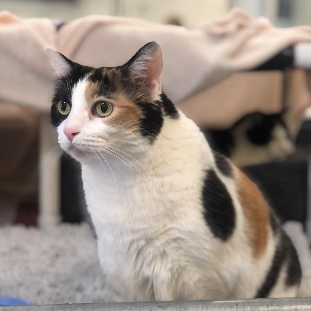 Callie, a Adoptable Domestic Short Hair in Charlottesville, VA image 3/6