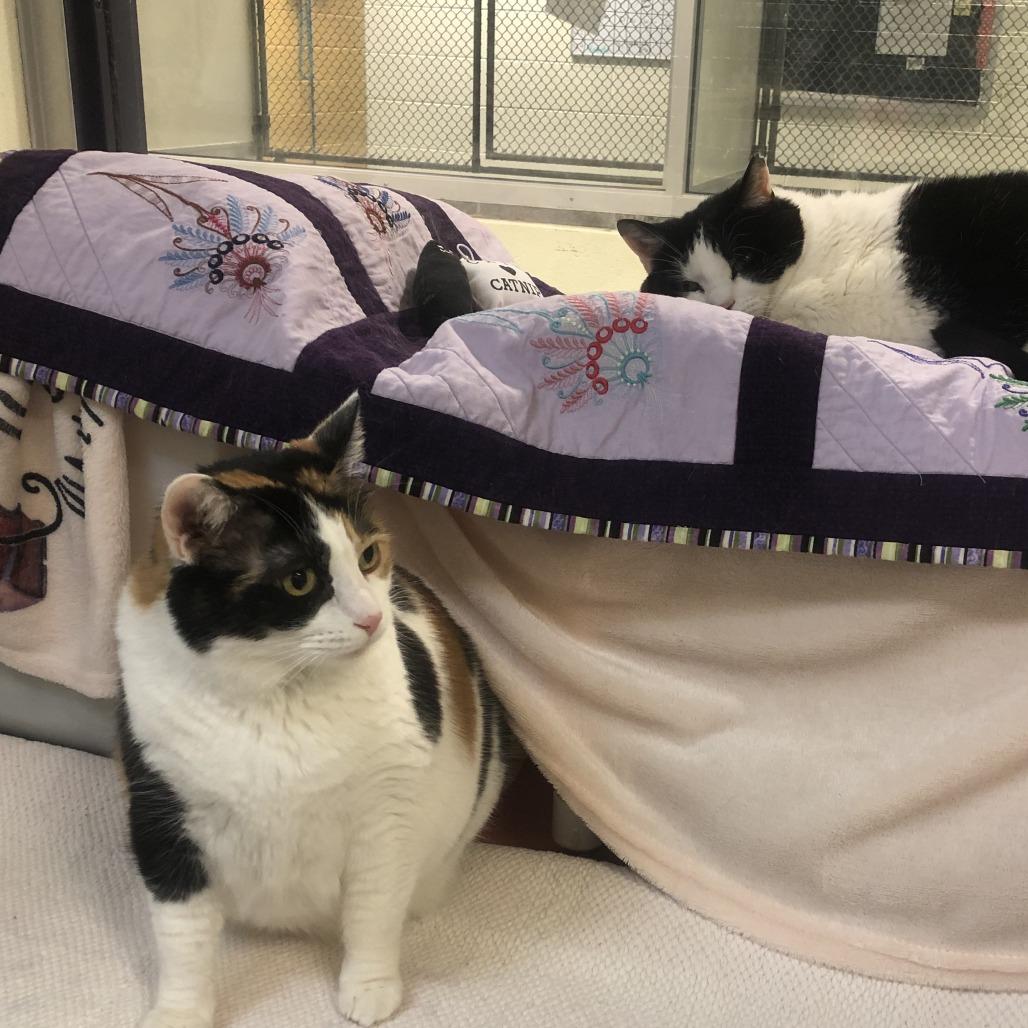 Callie, a Adoptable Domestic Short Hair in Charlottesville, VA image 4/6