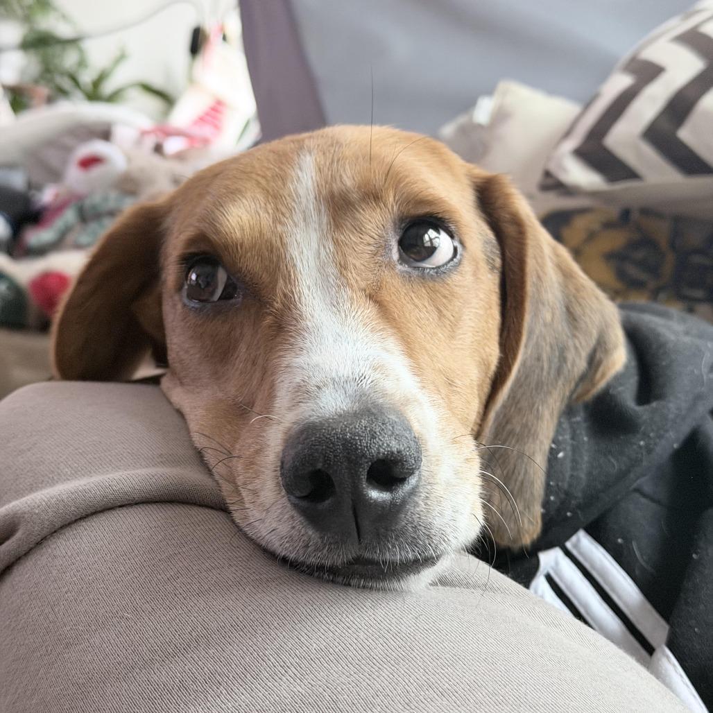 Shepherd, a Adoptable Mixed Breed in Fredericksburg, VA image 1/3