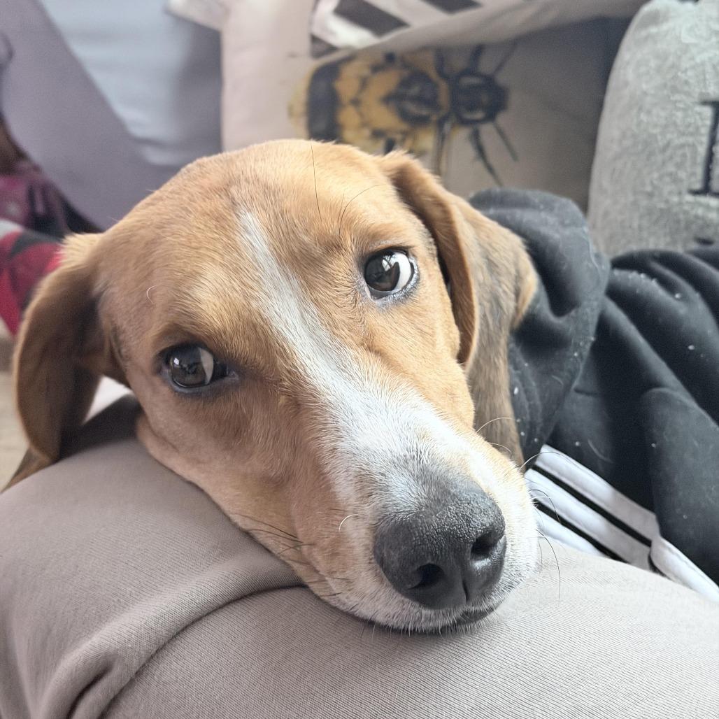 Shepherd, a Adoptable Mixed Breed in Fredericksburg, VA image 3/3