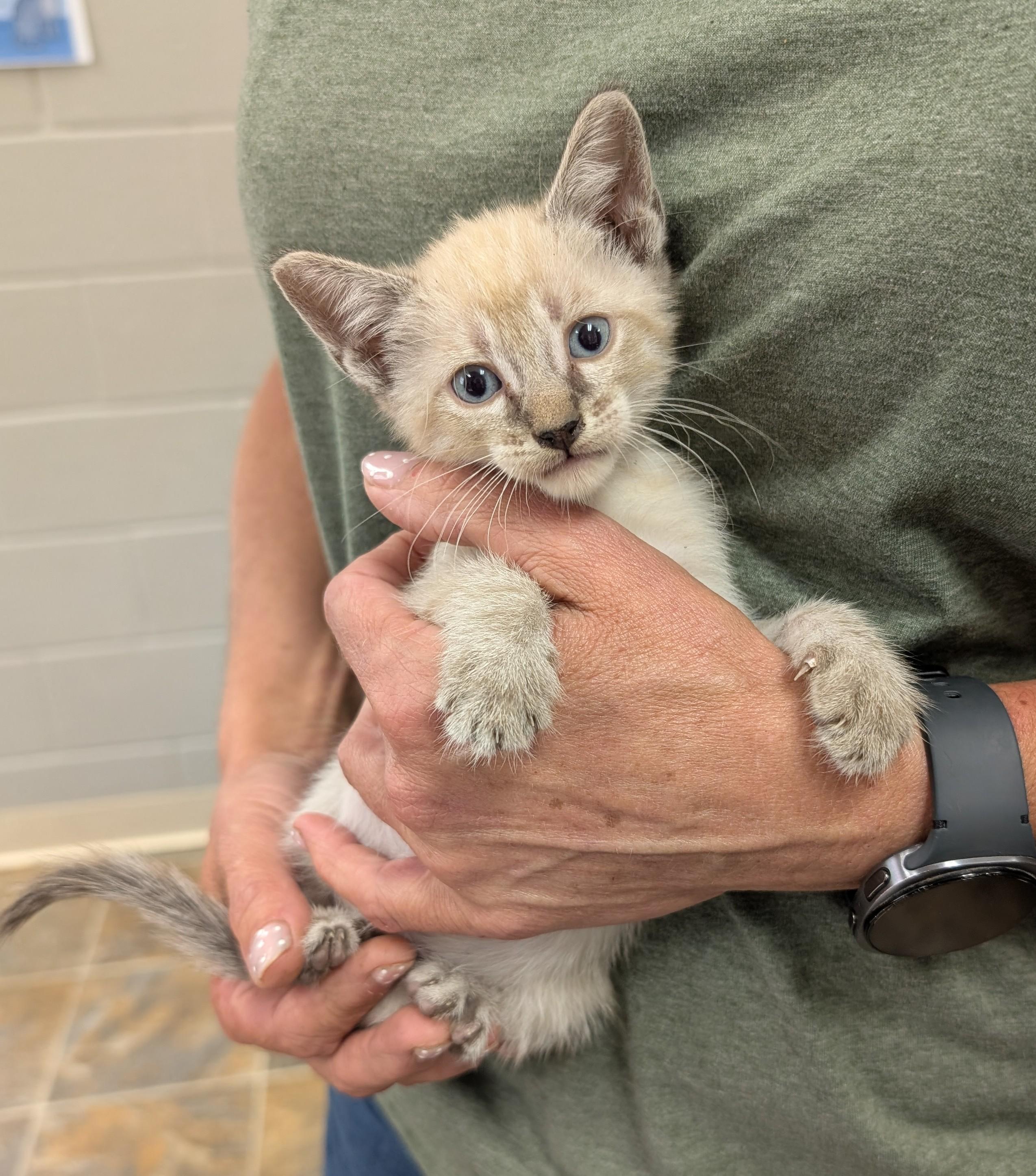 Enlarge Zephyr, an adopted mixed breed in Parsons, KS image 1/1
