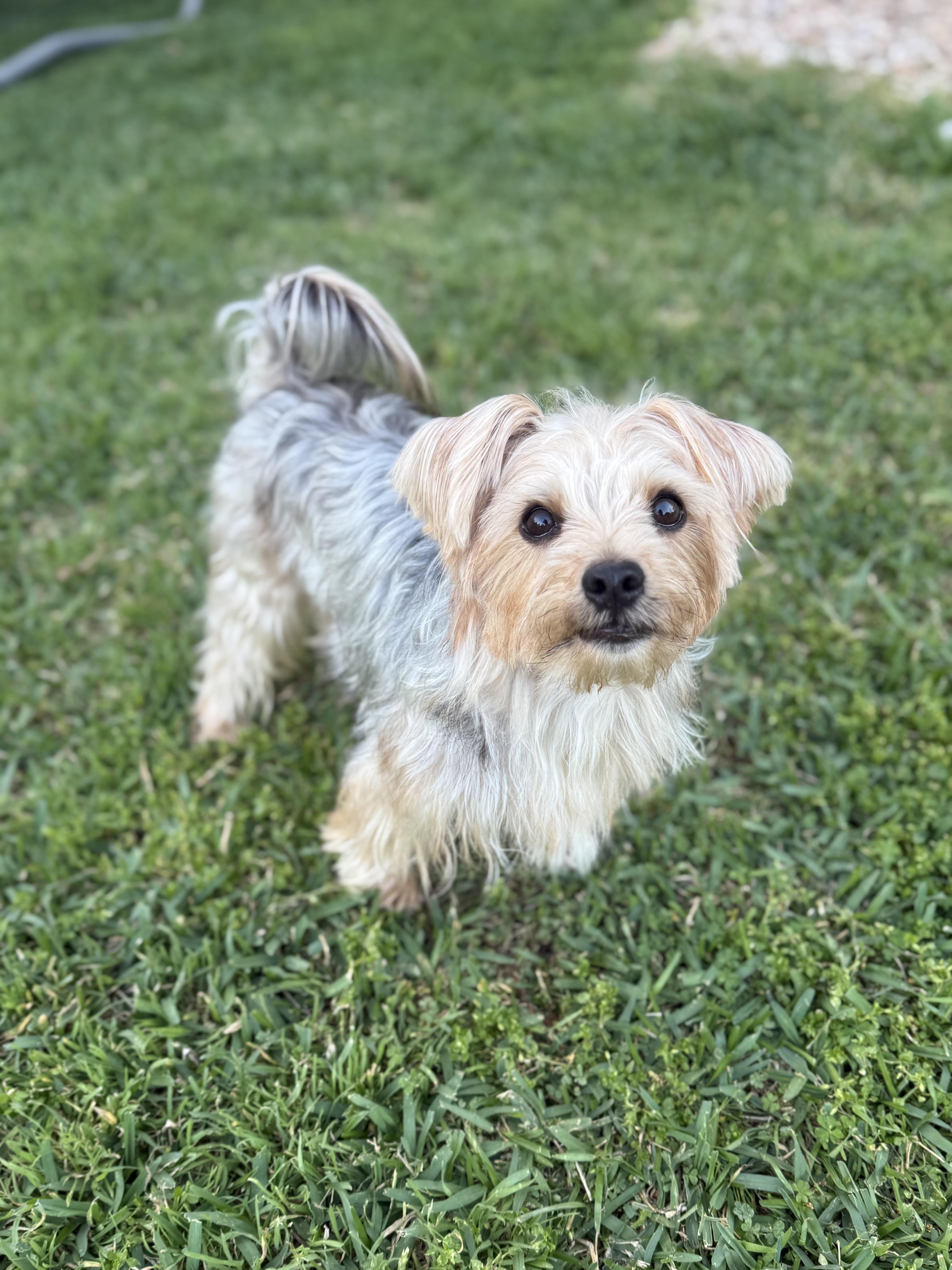 Enlarge Eddie, an adoptable mixed breed in Austin, TX image 3/4
