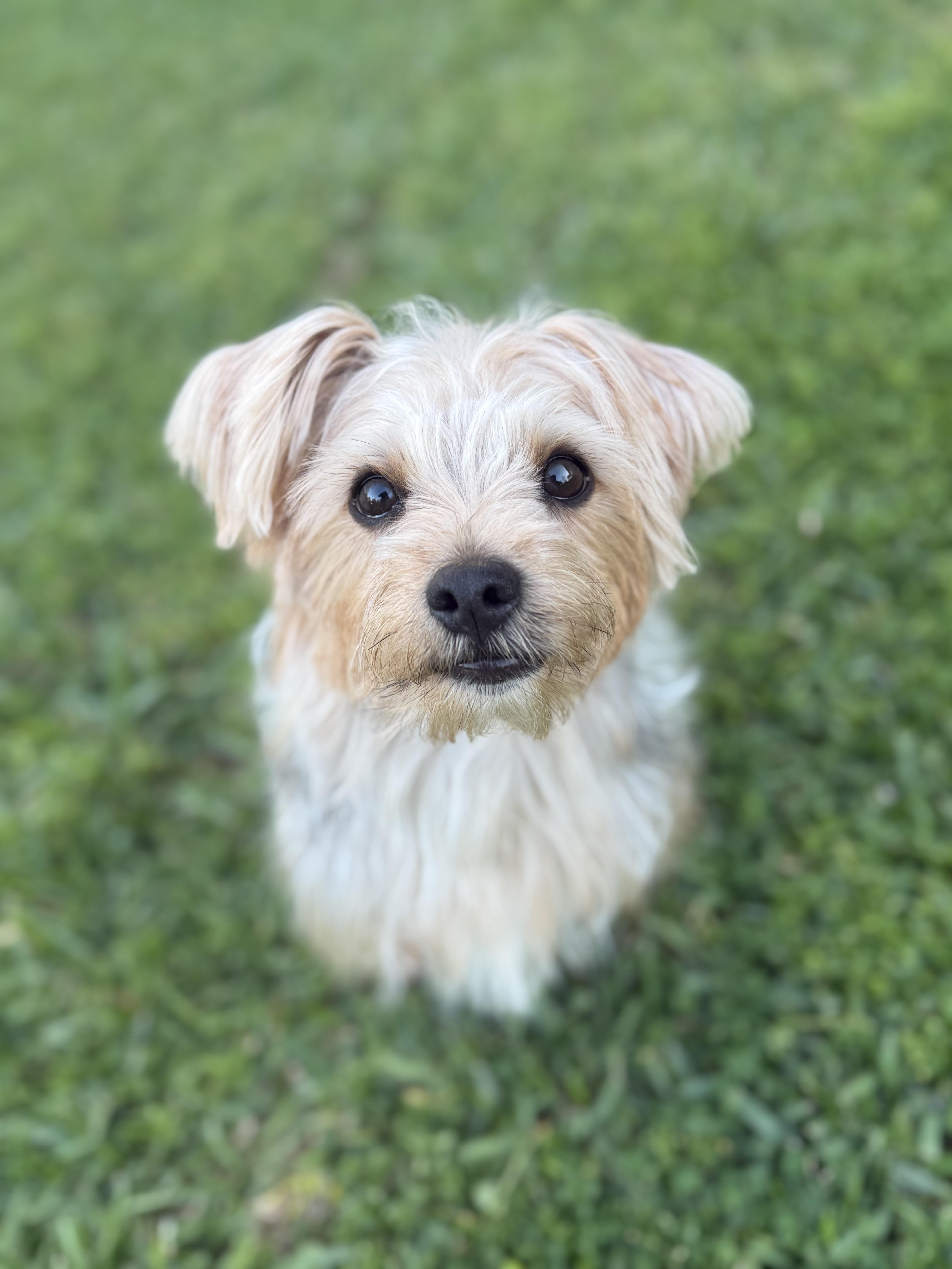 Eddie, adoptable, Young Male Yorkshire Terrier.