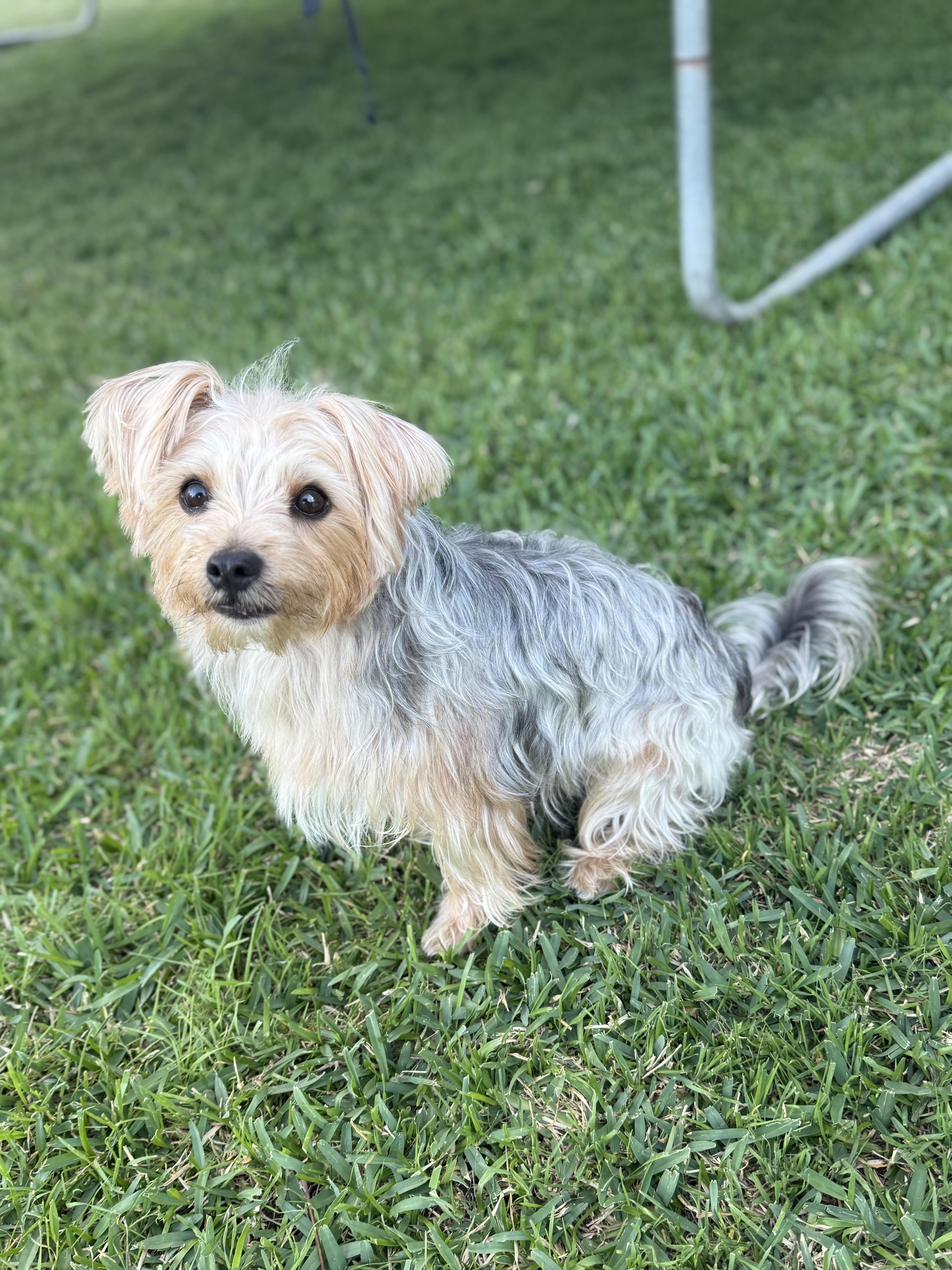 Enlarge Eddie, an adoptable mixed breed in Austin, TX image 2/4