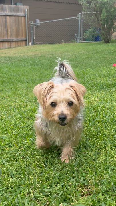 Enlarge Eddie, an adoptable mixed breed in Austin, TX video 4/4