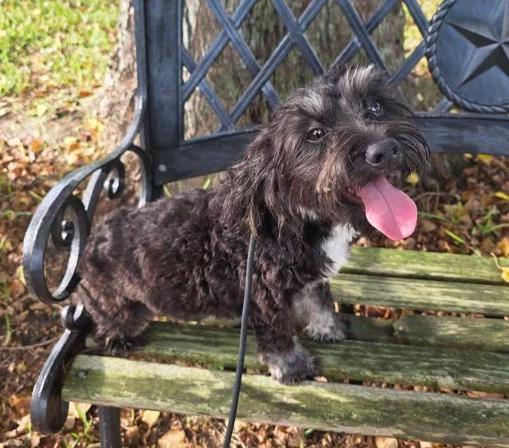 Enlarge Coal, a Adoptable mixed breed in Manvel, TX image 5/6