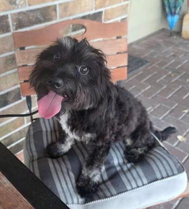 Coal, Adoptable, Puppy Male Poodle (Toy) & Dachshund (Long Haired).