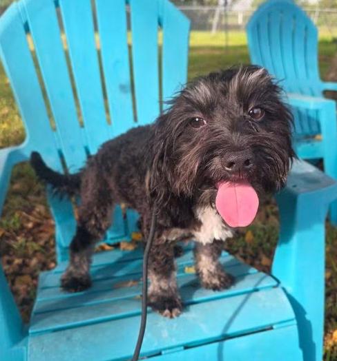 Enlarge Coal, a Adoptable mixed breed in Manvel, TX image 6/6