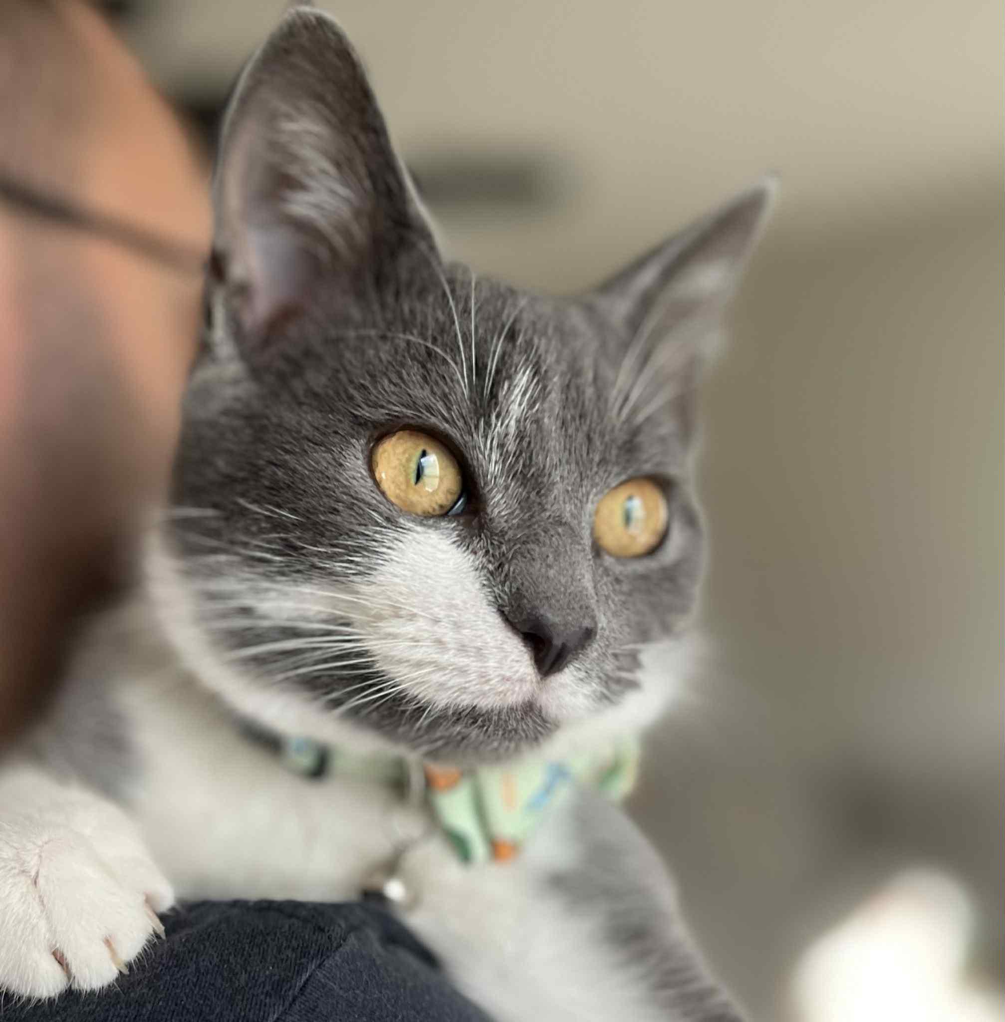 Tonka, an adopted Domestic Short Hair in Richmond, KY image 1/6