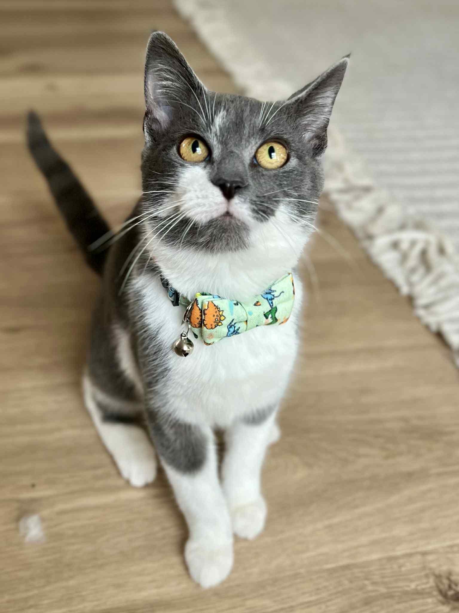 Tonka, an adopted Domestic Short Hair in Richmond, KY image 2/6