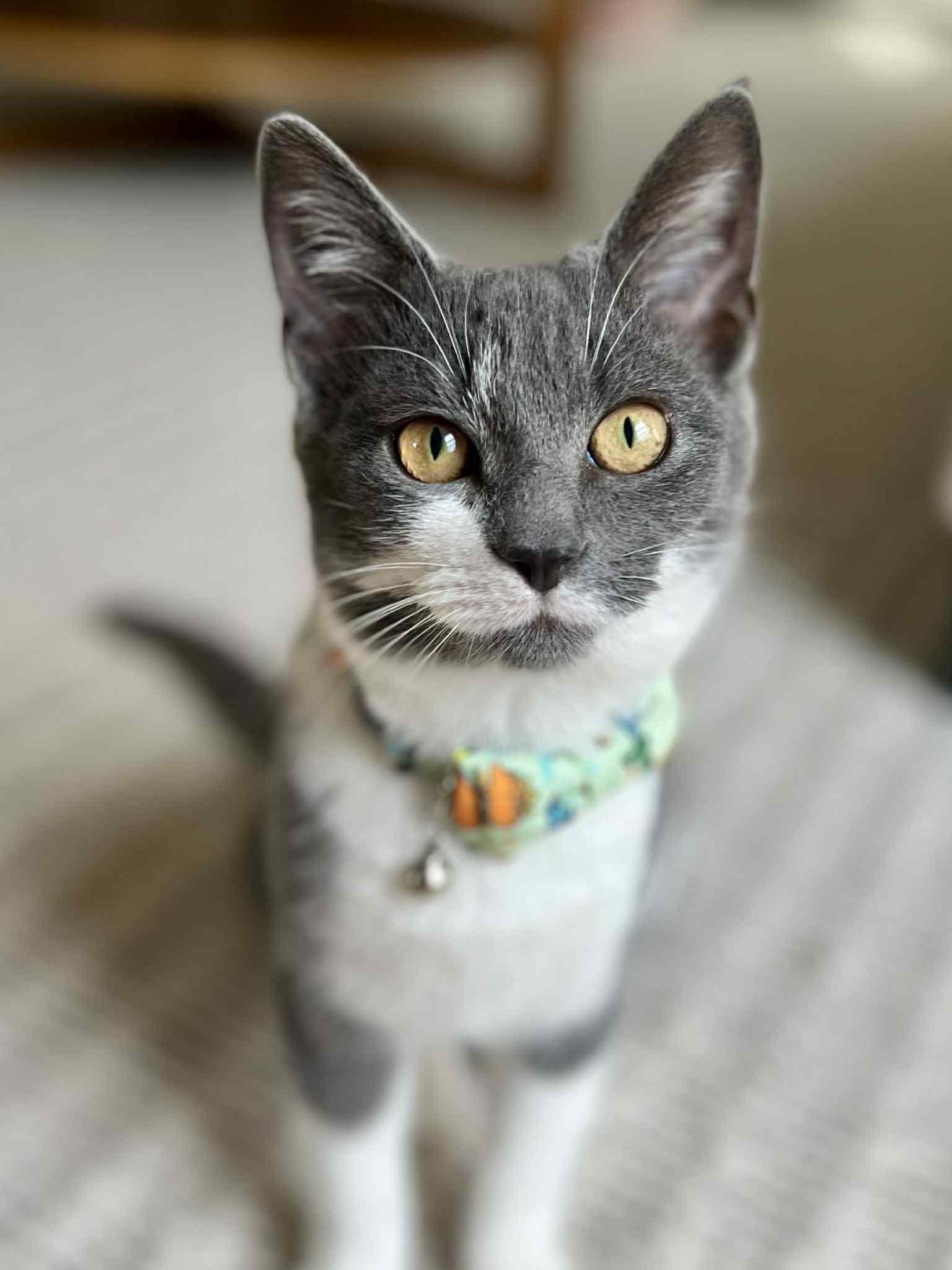 Tonka, an adopted Domestic Short Hair in Richmond, KY image 3/6