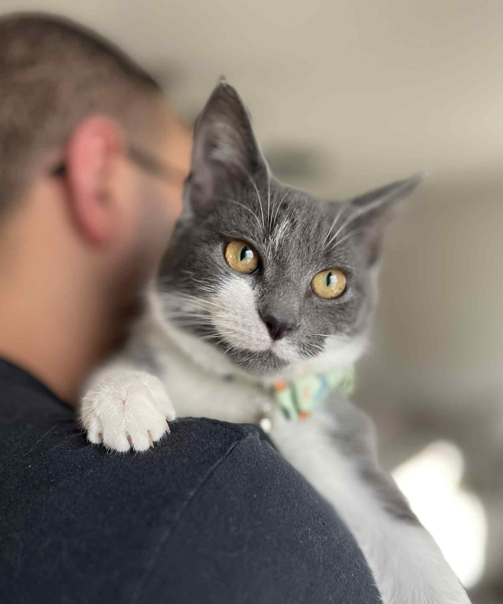 Tonka, an adopted Domestic Short Hair in Richmond, KY image 4/6