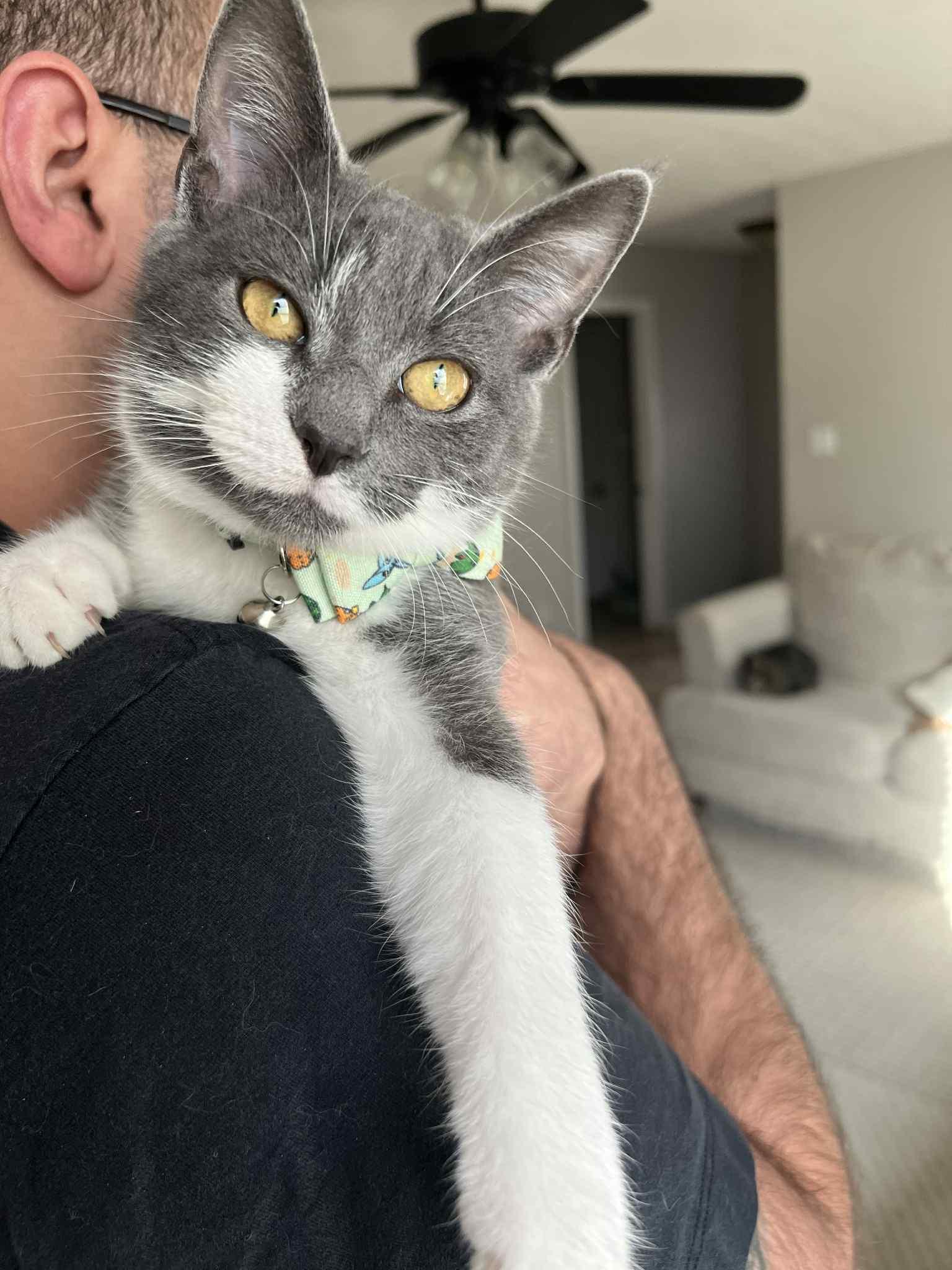 Tonka, an adopted Domestic Short Hair in Richmond, KY image 5/6