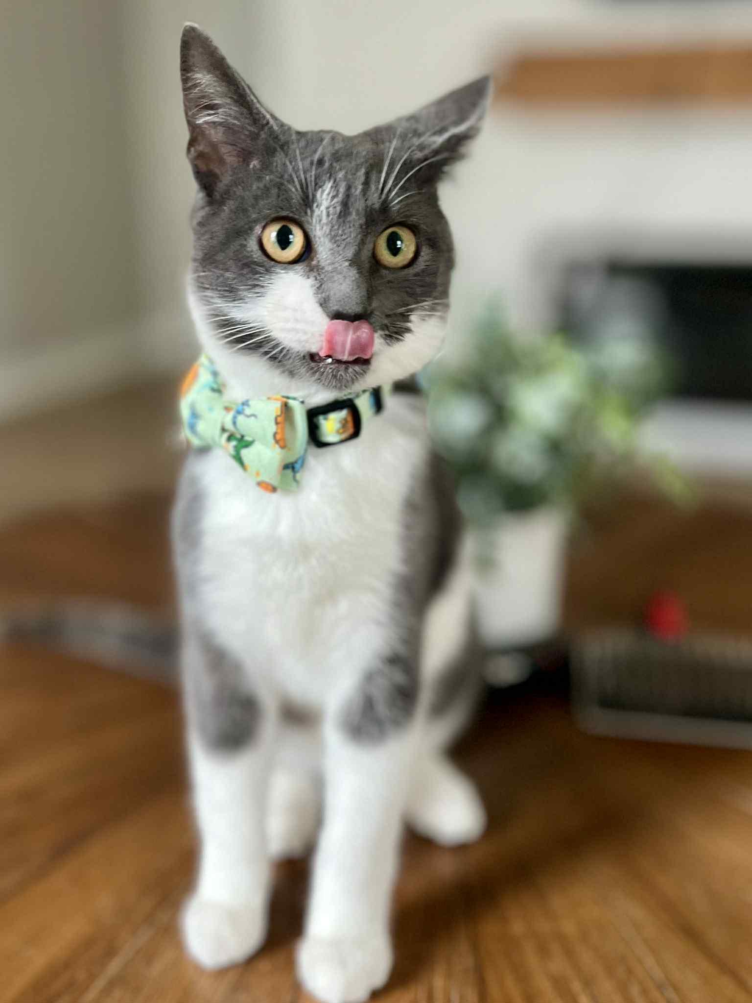 Tonka, an adopted Domestic Short Hair in Richmond, KY image 6/6