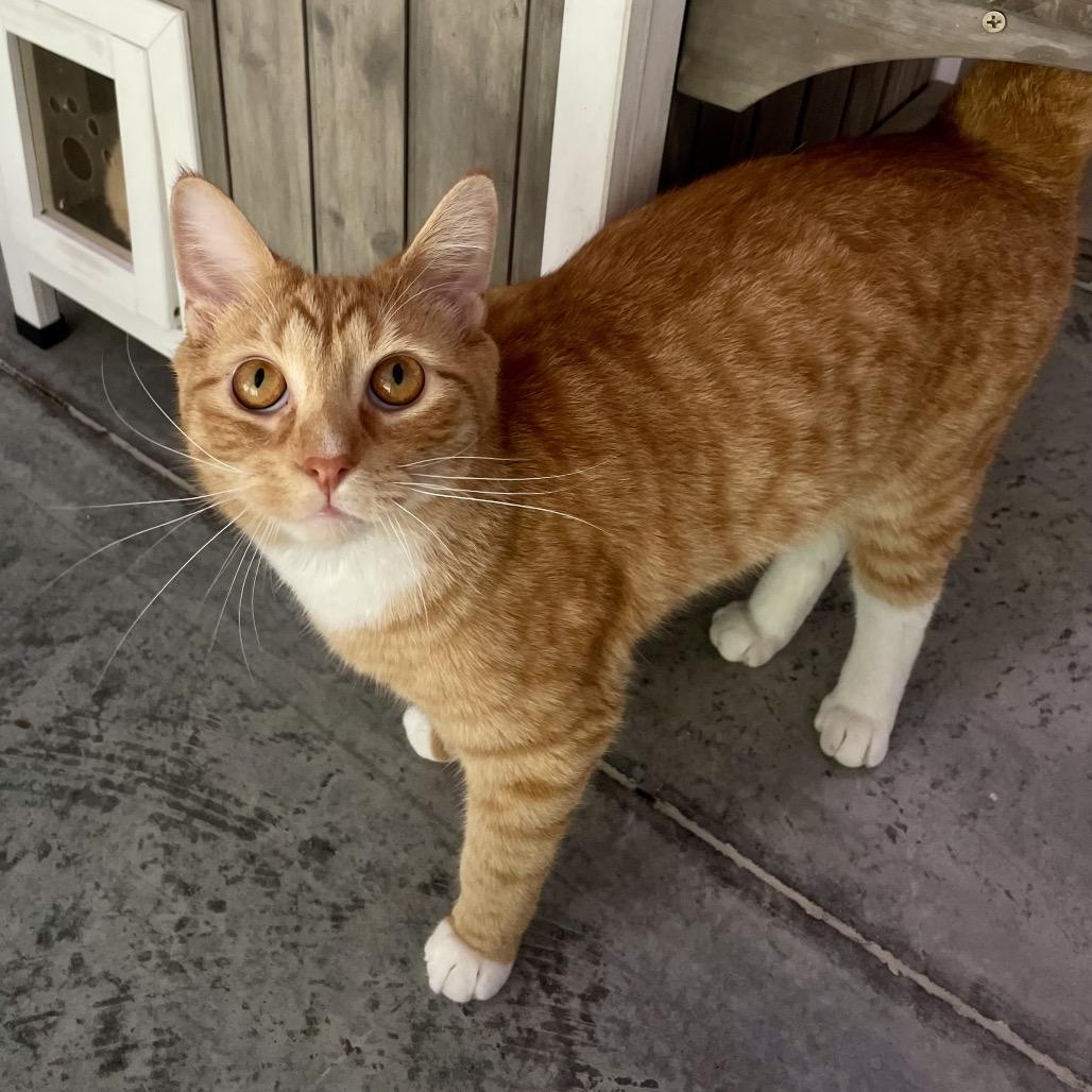 Sweet Potato, Adoptable, Adult Male Domestic Short Hair.