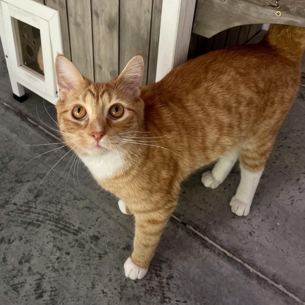 Sweet Potato, a Adoptable Domestic Short Hair in Fairmont, WV image 3/3