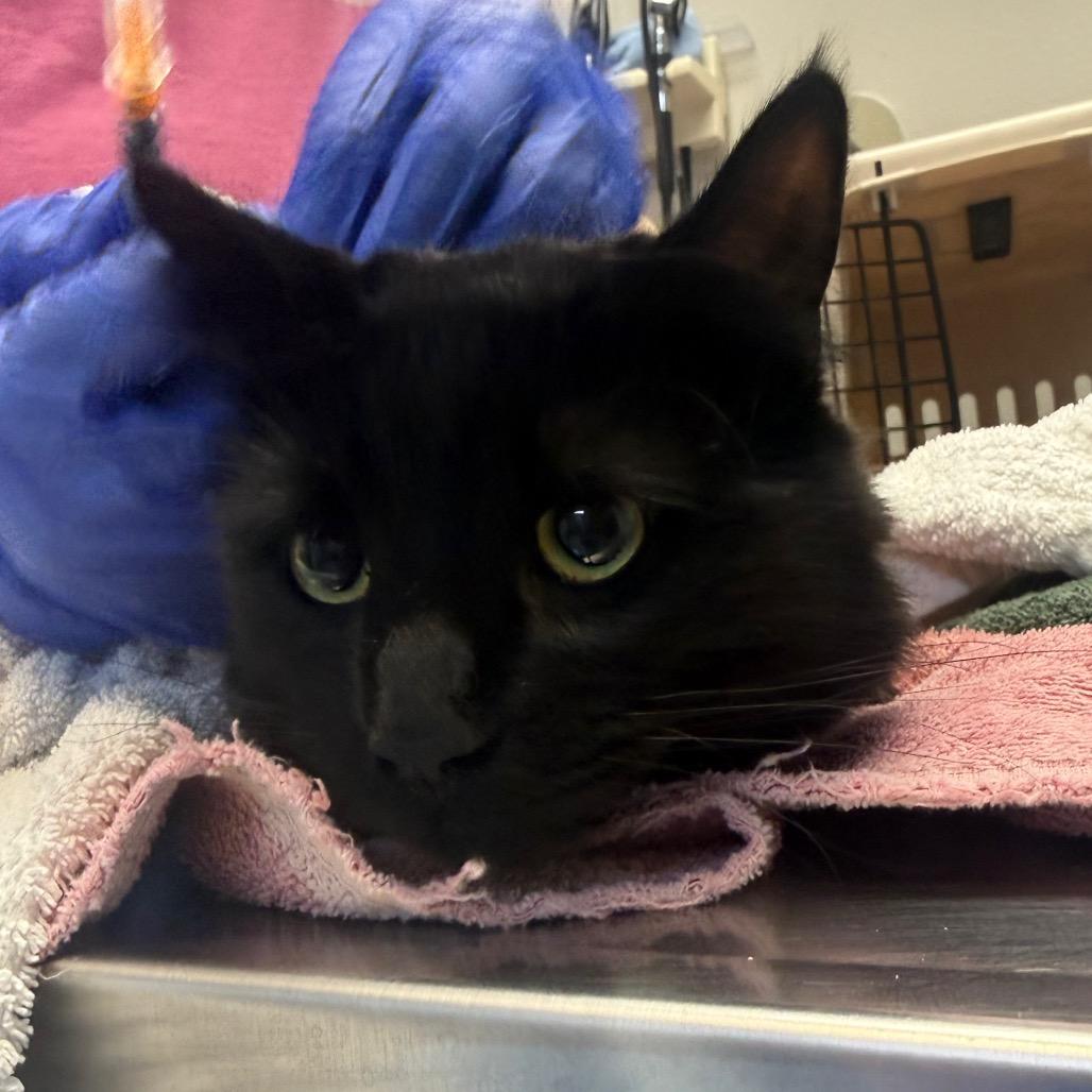 Carraway, a Adoptable Domestic Long Hair in Great Falls, MT image 1/2