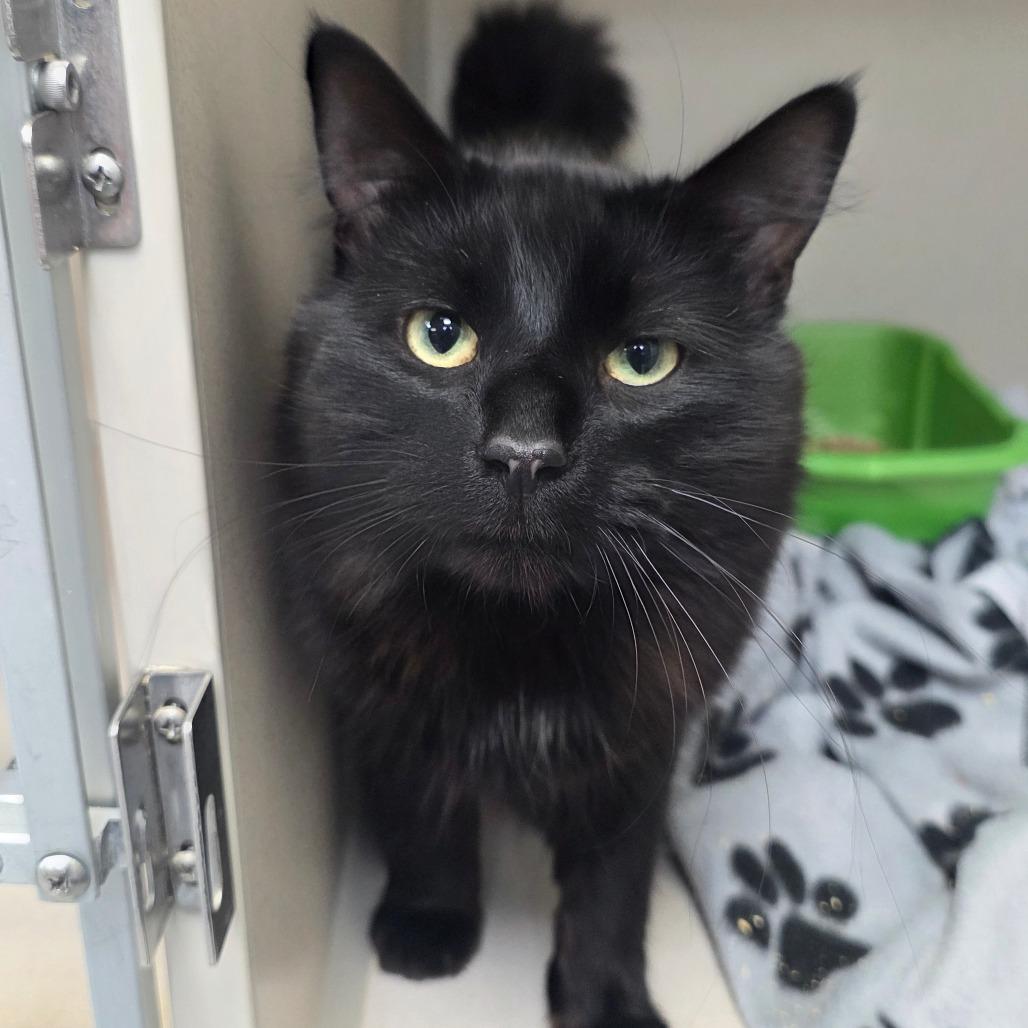 Carraway, a Adoptable Domestic Long Hair in Great Falls, MT image 2/2