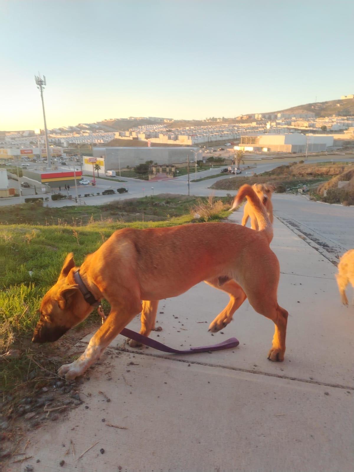 Enlarge Abelito, a ADOPTABLE mixed breed in Chula Vista, CA image 4/5
