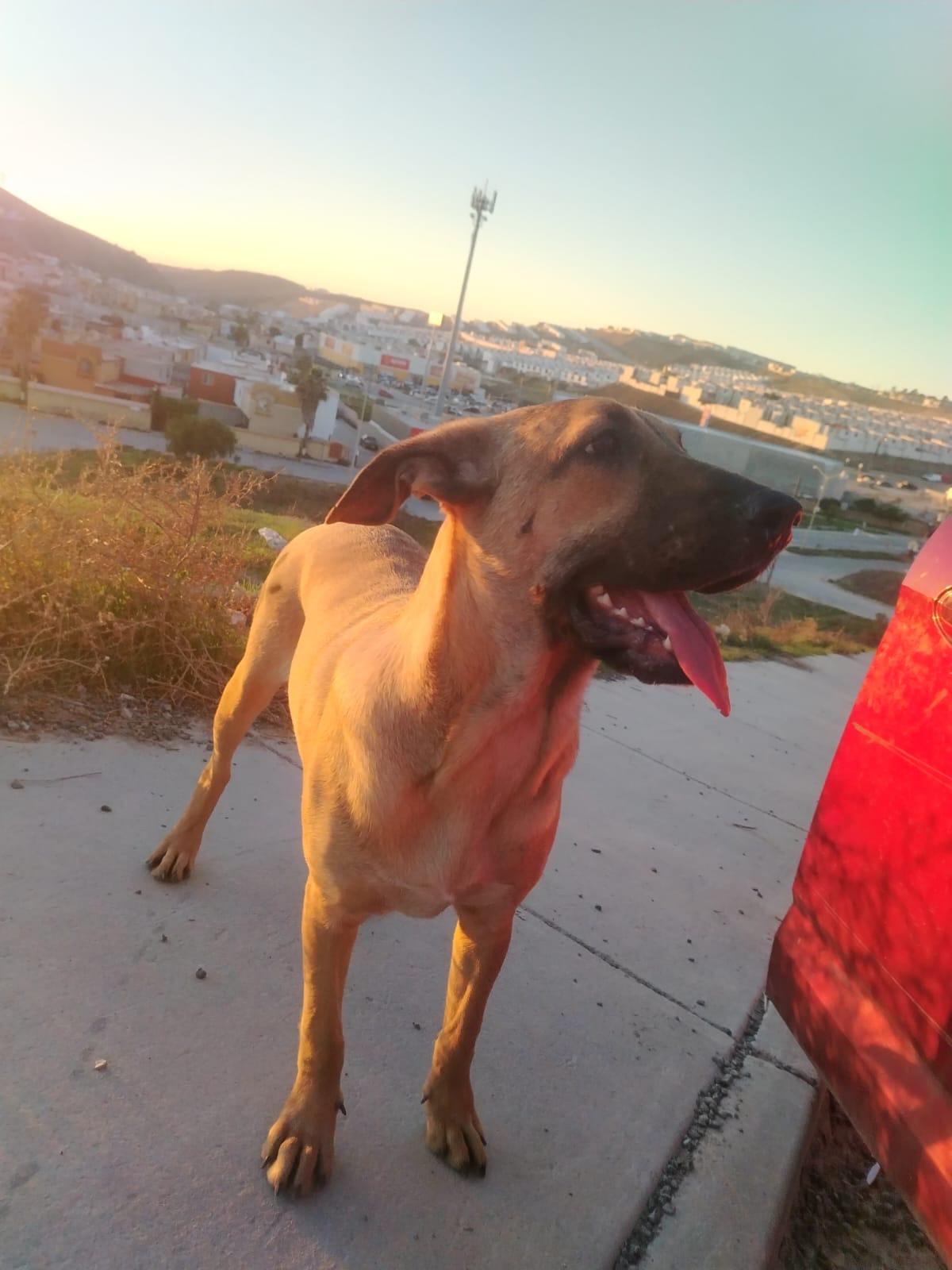 Enlarge Abelito, a ADOPTABLE mixed breed in Chula Vista, CA image 3/5