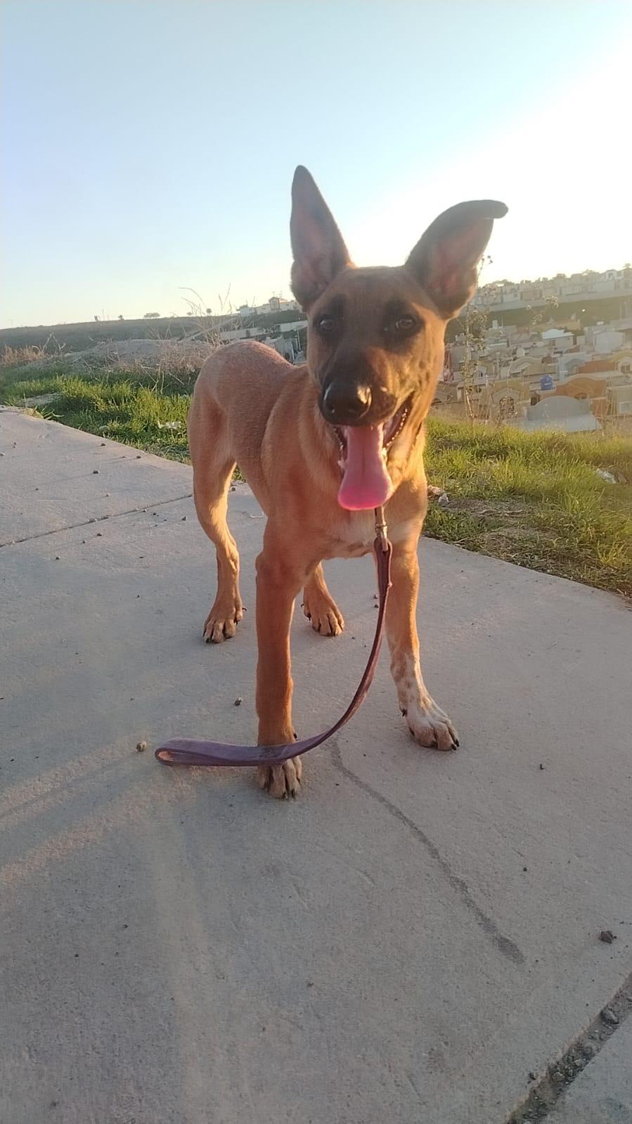 Enlarge Abelito, a ADOPTABLE mixed breed in Chula Vista, CA image 2/5