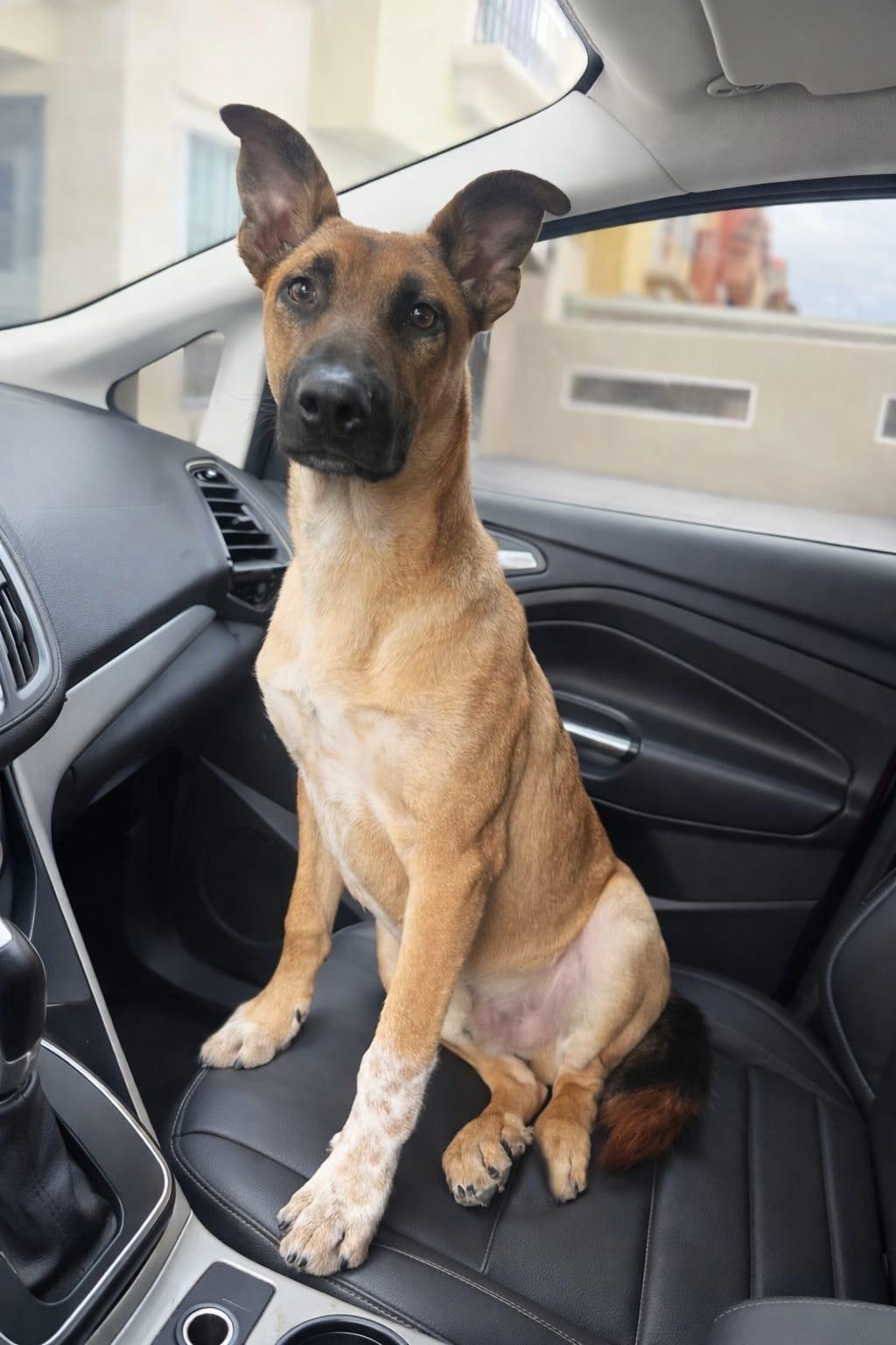 Enlarge Abelito, a ADOPTABLE mixed breed in Chula Vista, CA image 1/5