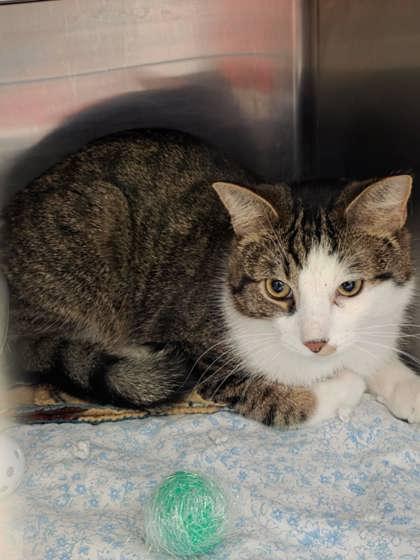 Enlarge Calvin, a Adoptable Domestic Short Hair in Lakeside, AZ image 1/1