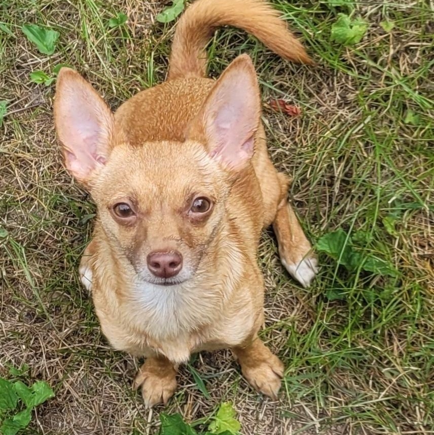 Enlarge Trixie, a Adopted Chihuahua in Calhoun, GA image 1/1