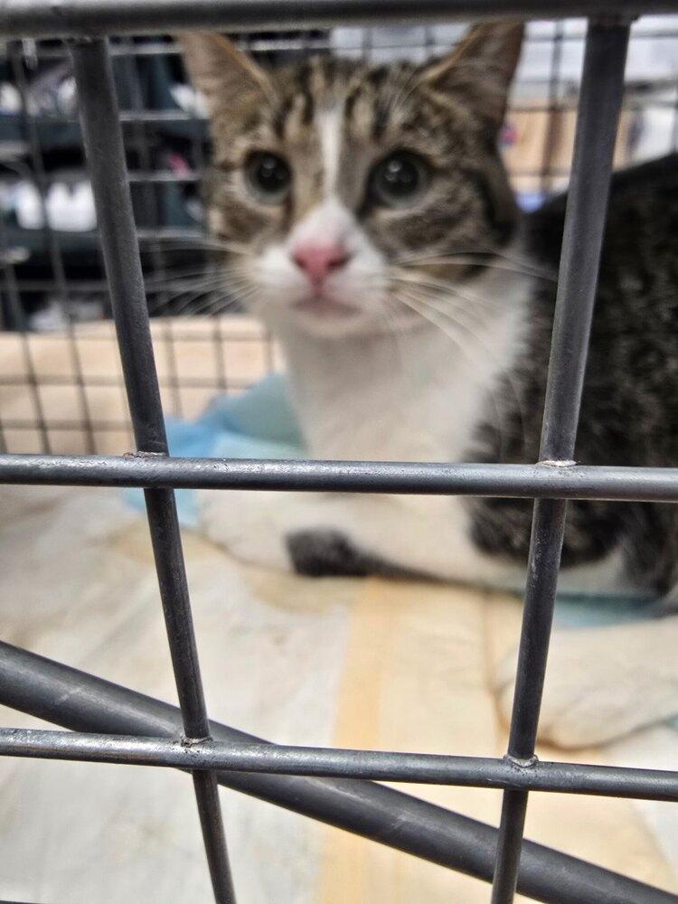 Perry Plainview, Adoptable, Young Male Domestic Short Hair.