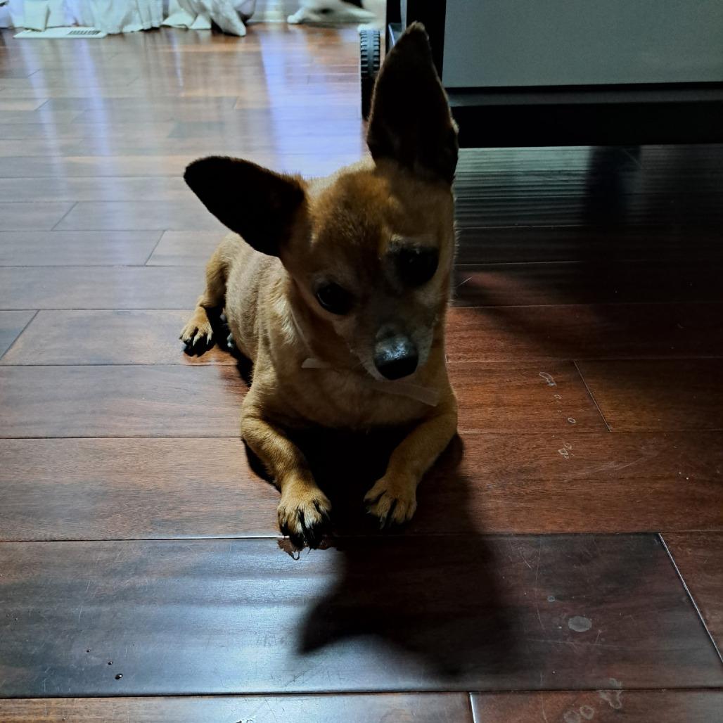 Enlarge Woody, a Adoptable Chihuahua in Lima, OH image 1/1