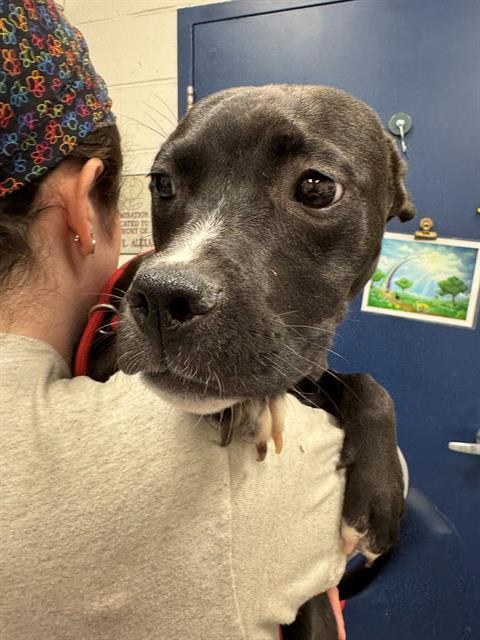 GALAXY, Adoptable, Young Male Labrador Retriever & Mixed Breed.