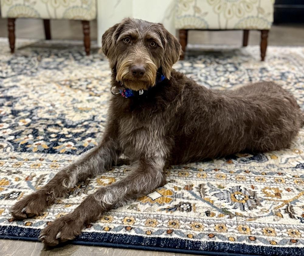 Enlarge Lottie, a Adoptable mixed breed in Dunwoody, GA image 1/5