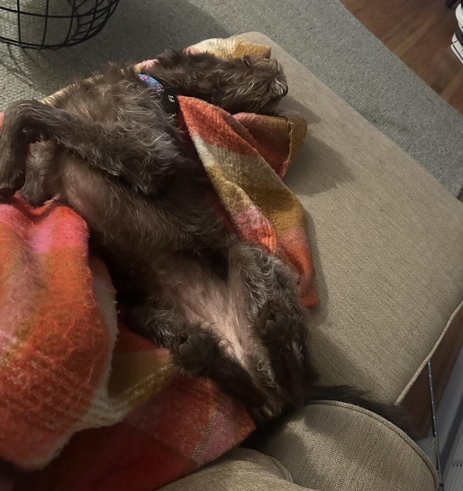 Enlarge Lottie, a Adoptable mixed breed in Dunwoody, GA image 2/5