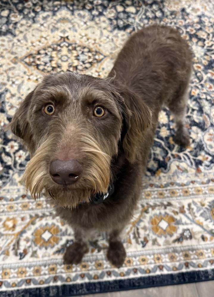 Enlarge Lottie, a Adoptable mixed breed in Dunwoody, GA image 3/5