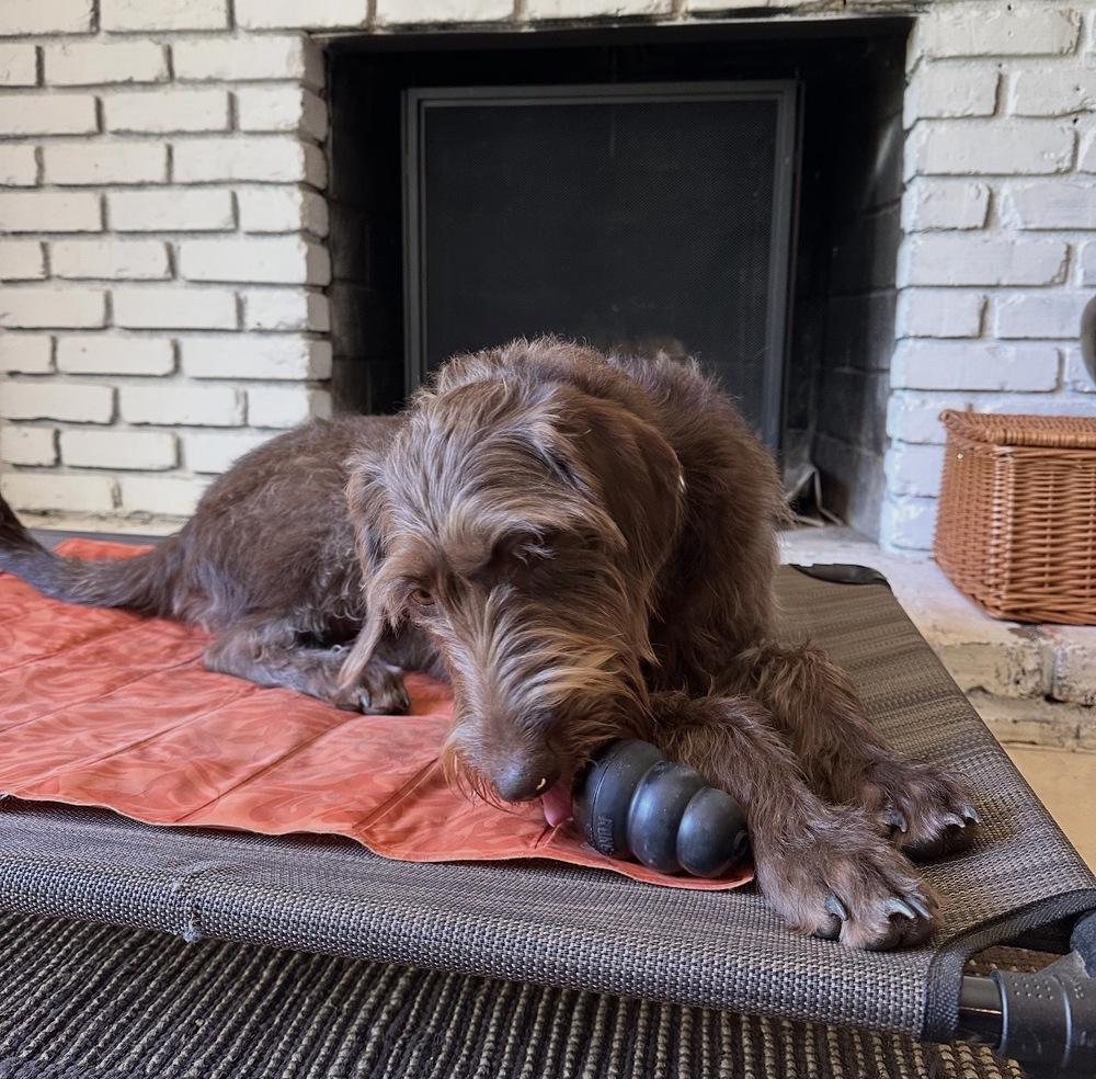 Enlarge Lottie, a Adoptable mixed breed in Dunwoody, GA image 4/5