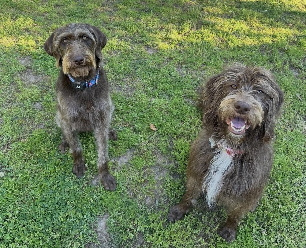 Enlarge Lottie, a Adoptable mixed breed in Dunwoody, GA image 5/5