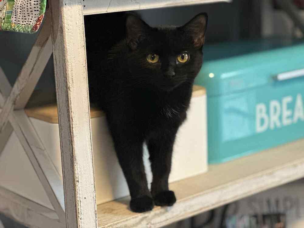 Lil' Spice, a Adoptable Domestic Short Hair in Plymouth, MN image 2/4