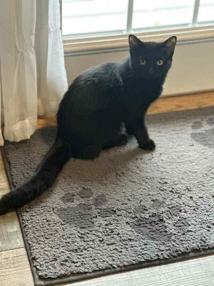 Lil' Spice, a Adoptable Domestic Short Hair in Plymouth, MN image 3/4