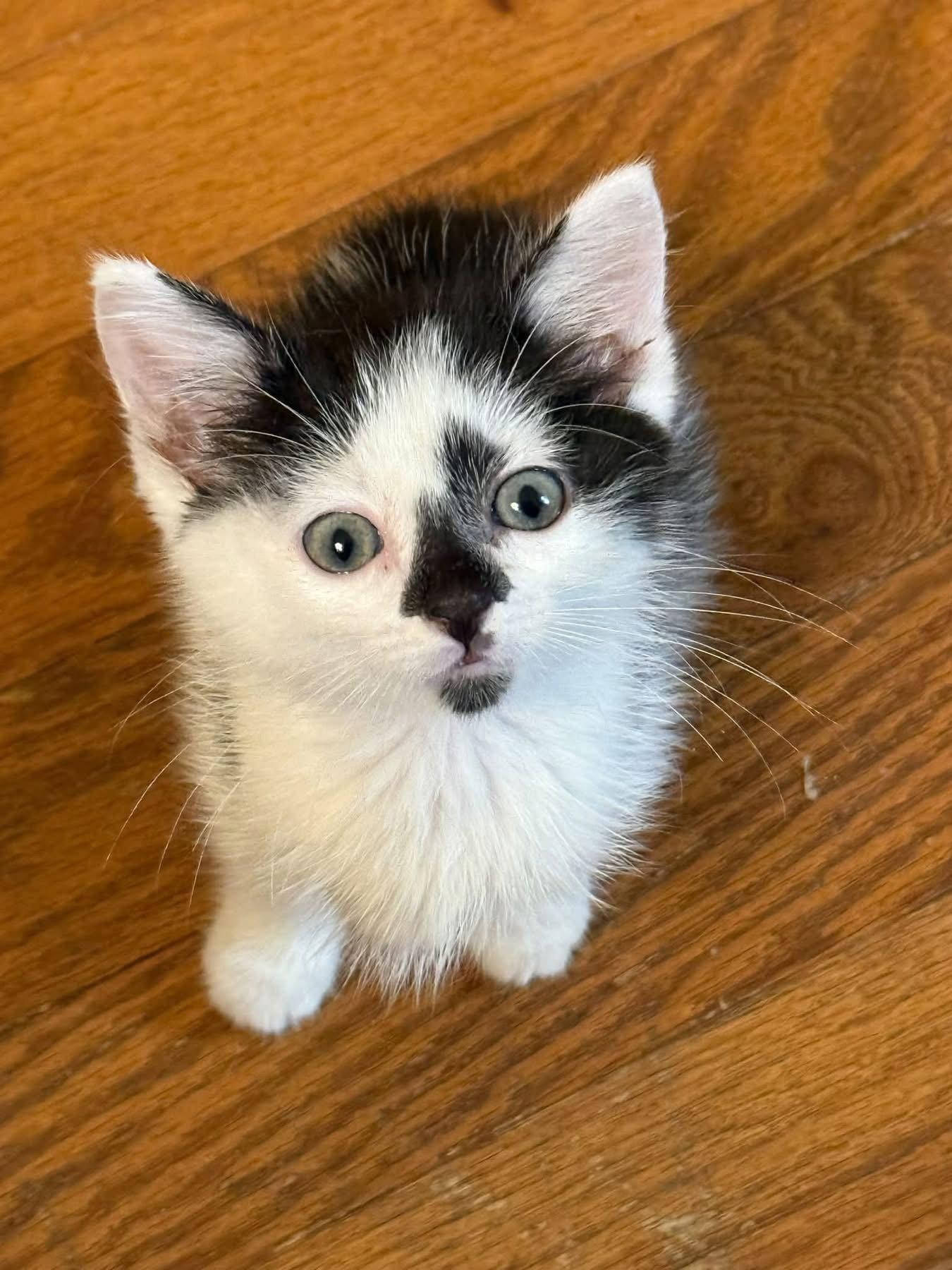 Nomad, Adoptable, Kitten Female Tuxedo.