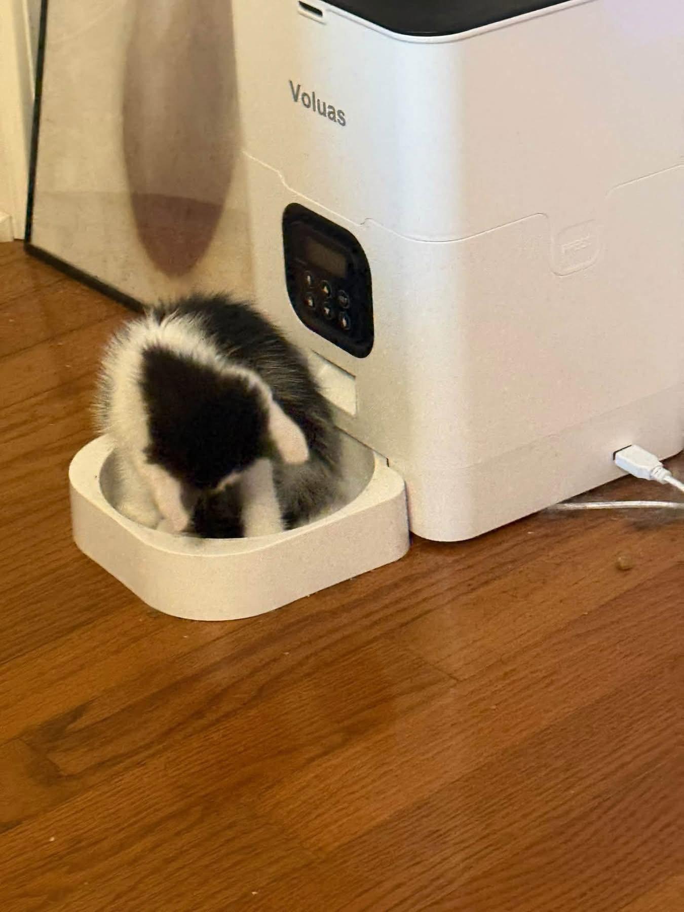 Enlarge Nomad, a Adoptable Tuxedo in Mattoon, IL image 2/3