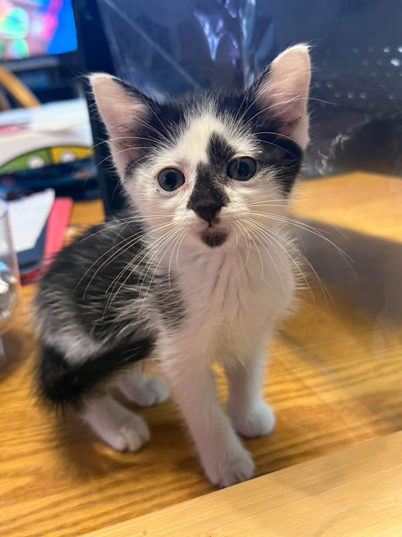 Enlarge Nomad, a Adoptable Tuxedo in Mattoon, IL image 3/3