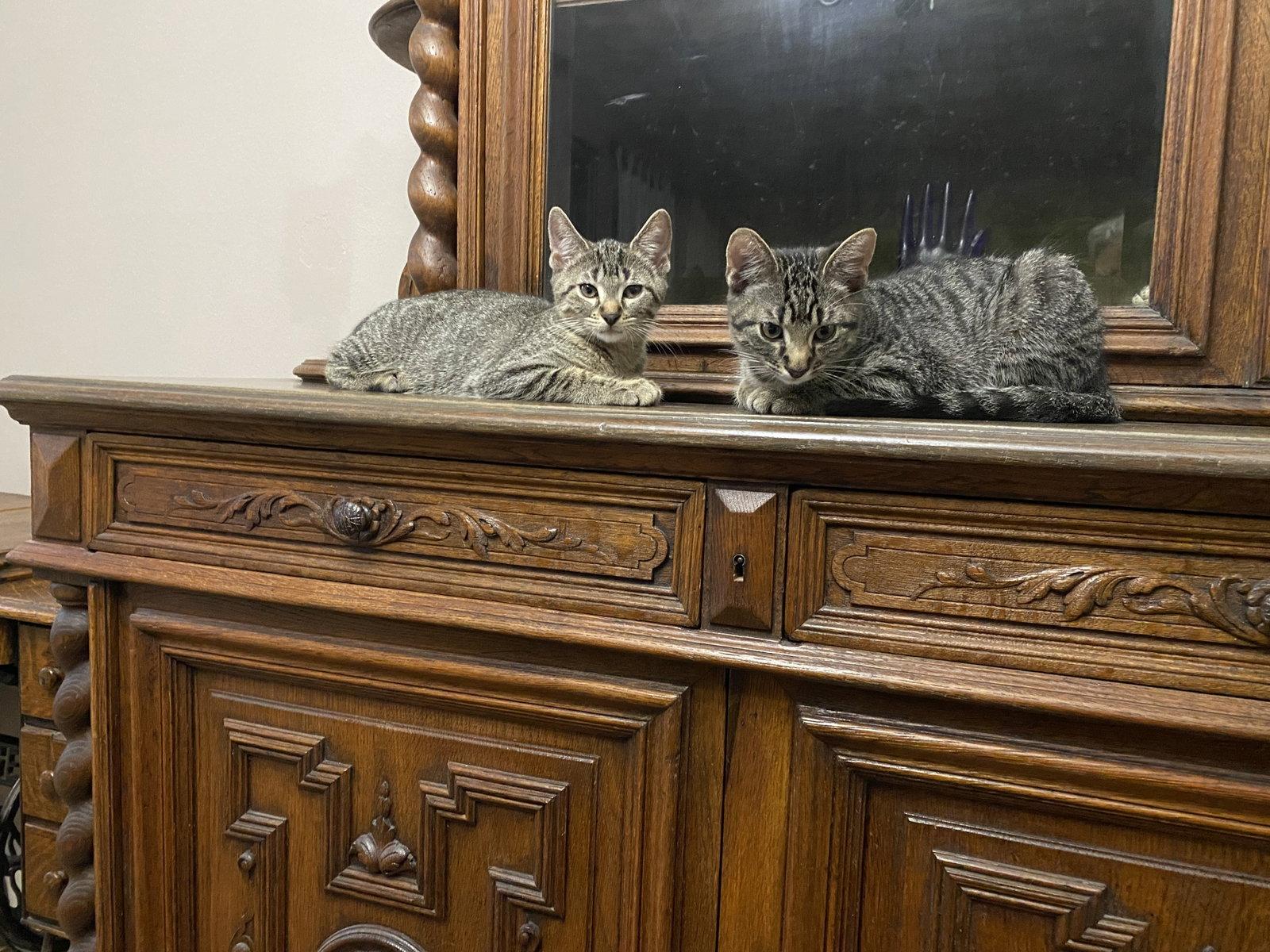 August, Adoptable, Young Male Domestic Short Hair.