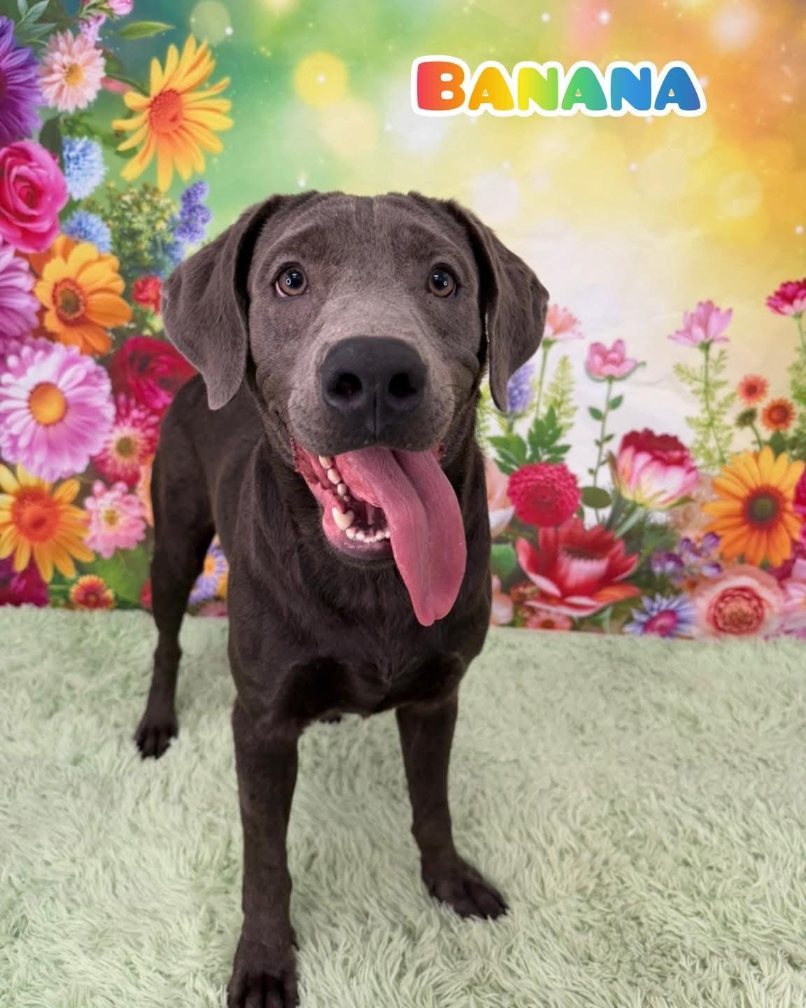 Banana, adopted, Adult Male Mixed Breed & Labrador Retriever.
