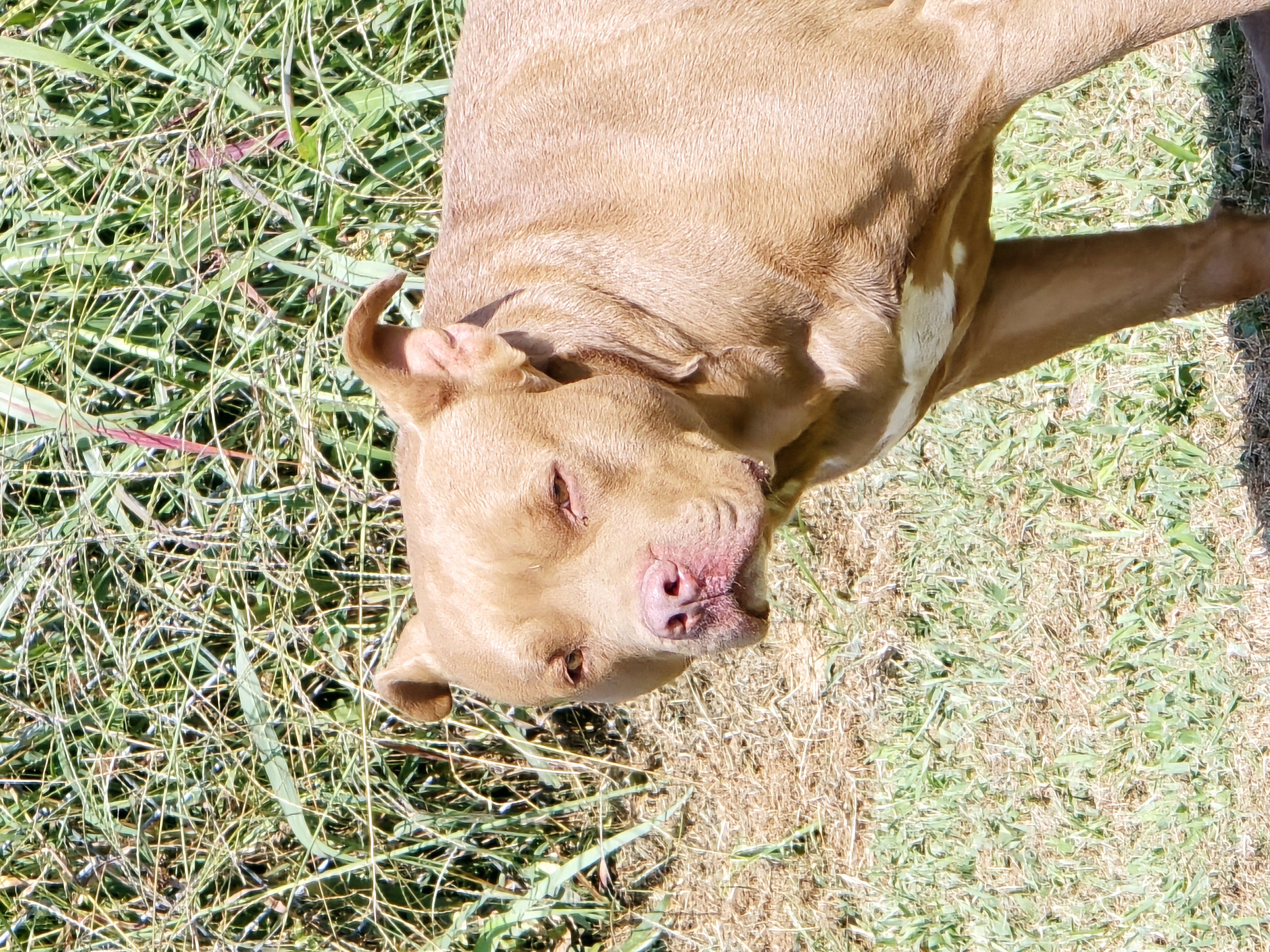 Enlarge Bruce, an adoptable American Bully in Petersburg, IN image 1/2