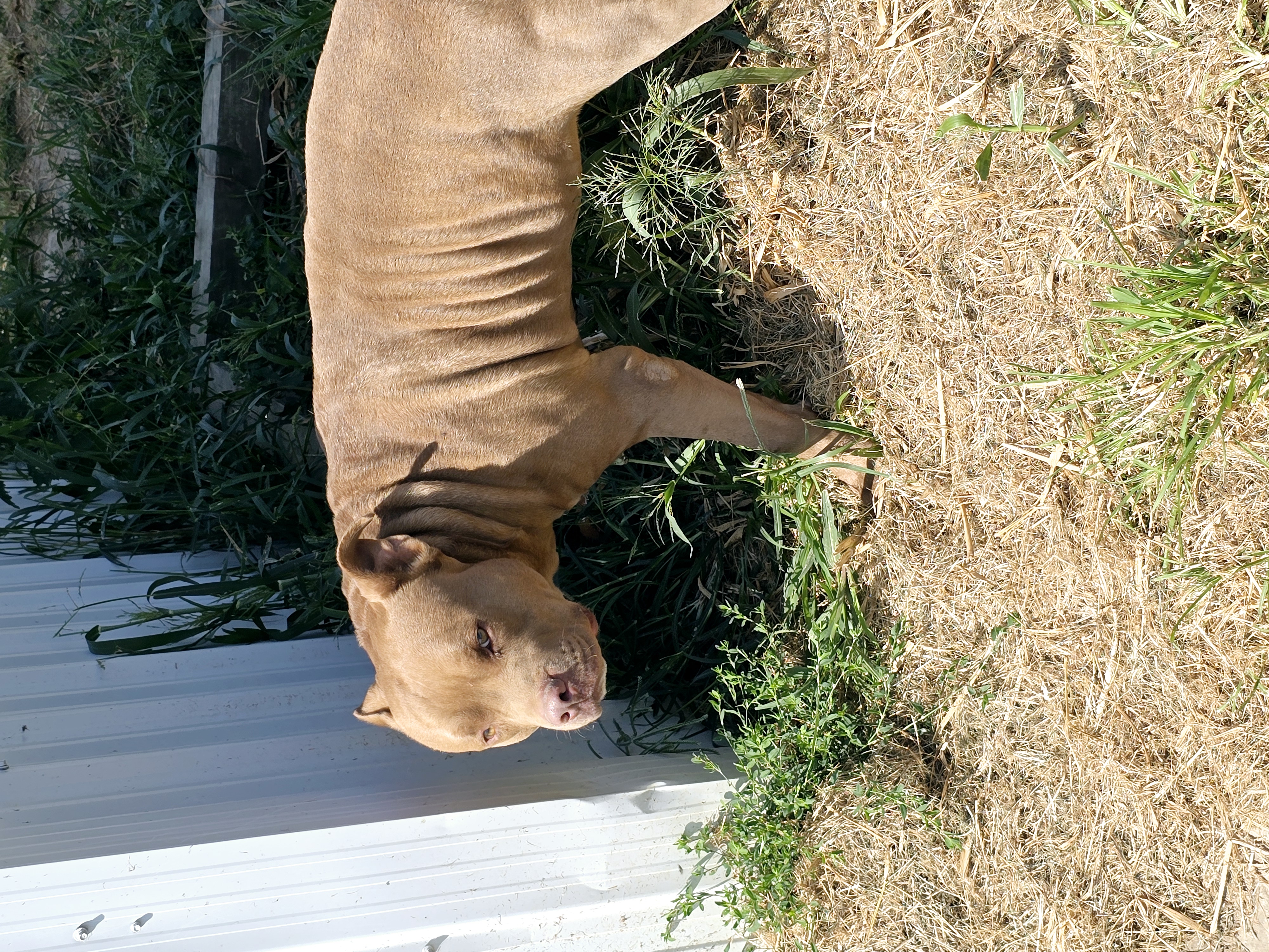 Enlarge Bruce, an adoptable American Bully in Petersburg, IN image 2/2
