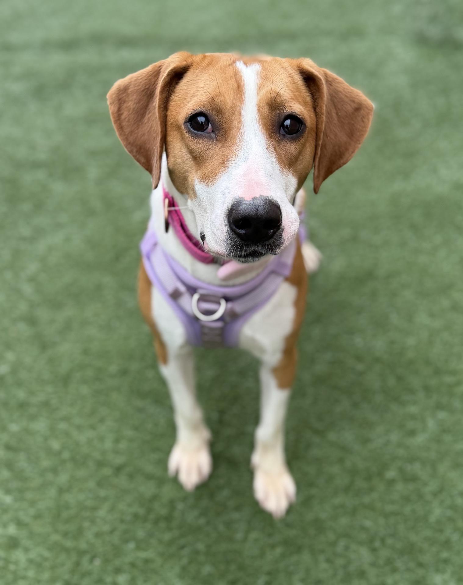 Winny, an adopted mixed breed in Itasca, IL image 2/3