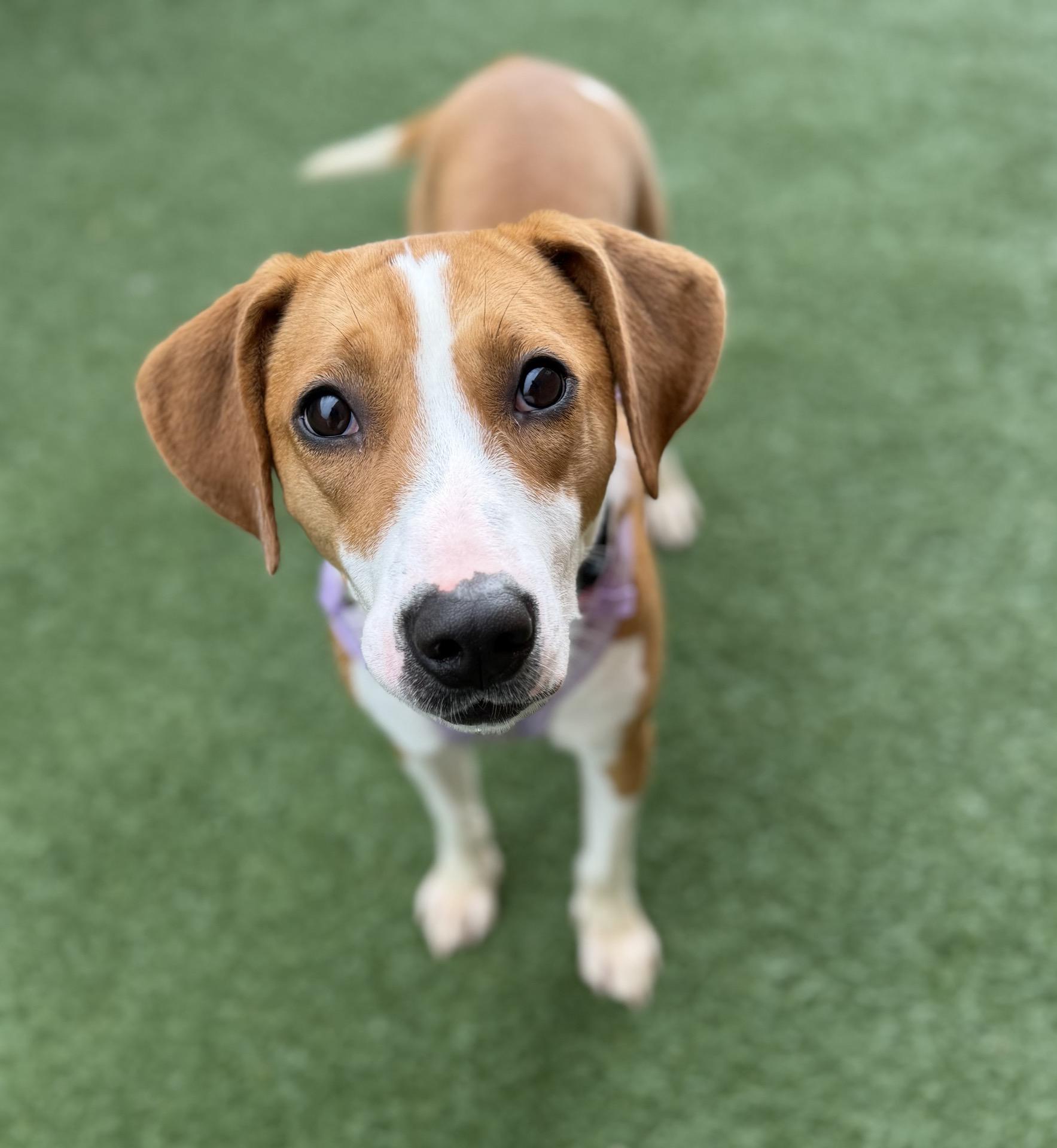 Winny, adopted, Young Female Hound.